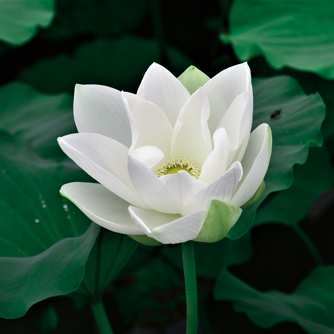 Lotus Sacred White Variety -  10 Seeds for Stunning Water Garden Blooms