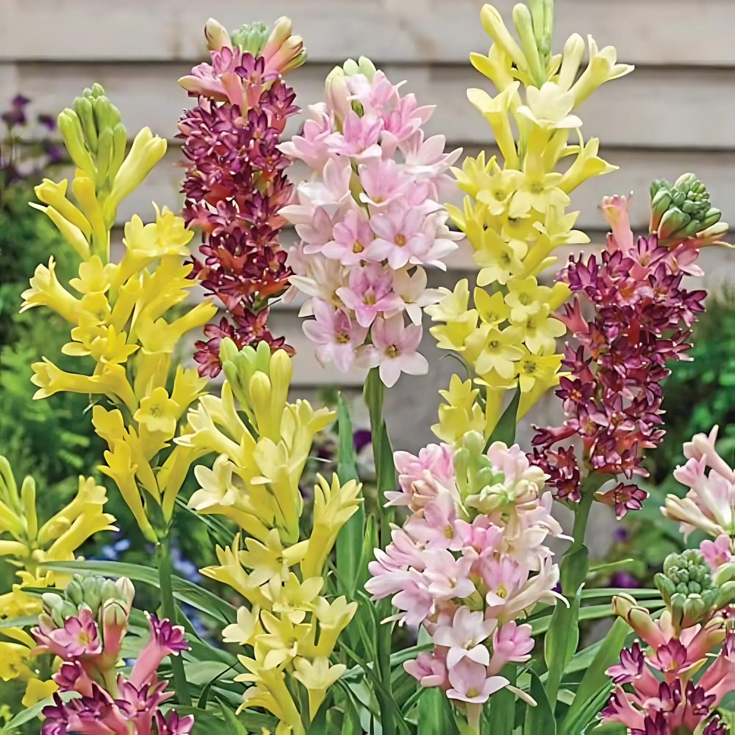 Tuberose - Rajanigandha Flower Bulbs - Mixed Colour, Single & Multi Petal Variety, Medium Size, Pack of 5 Bulbs
