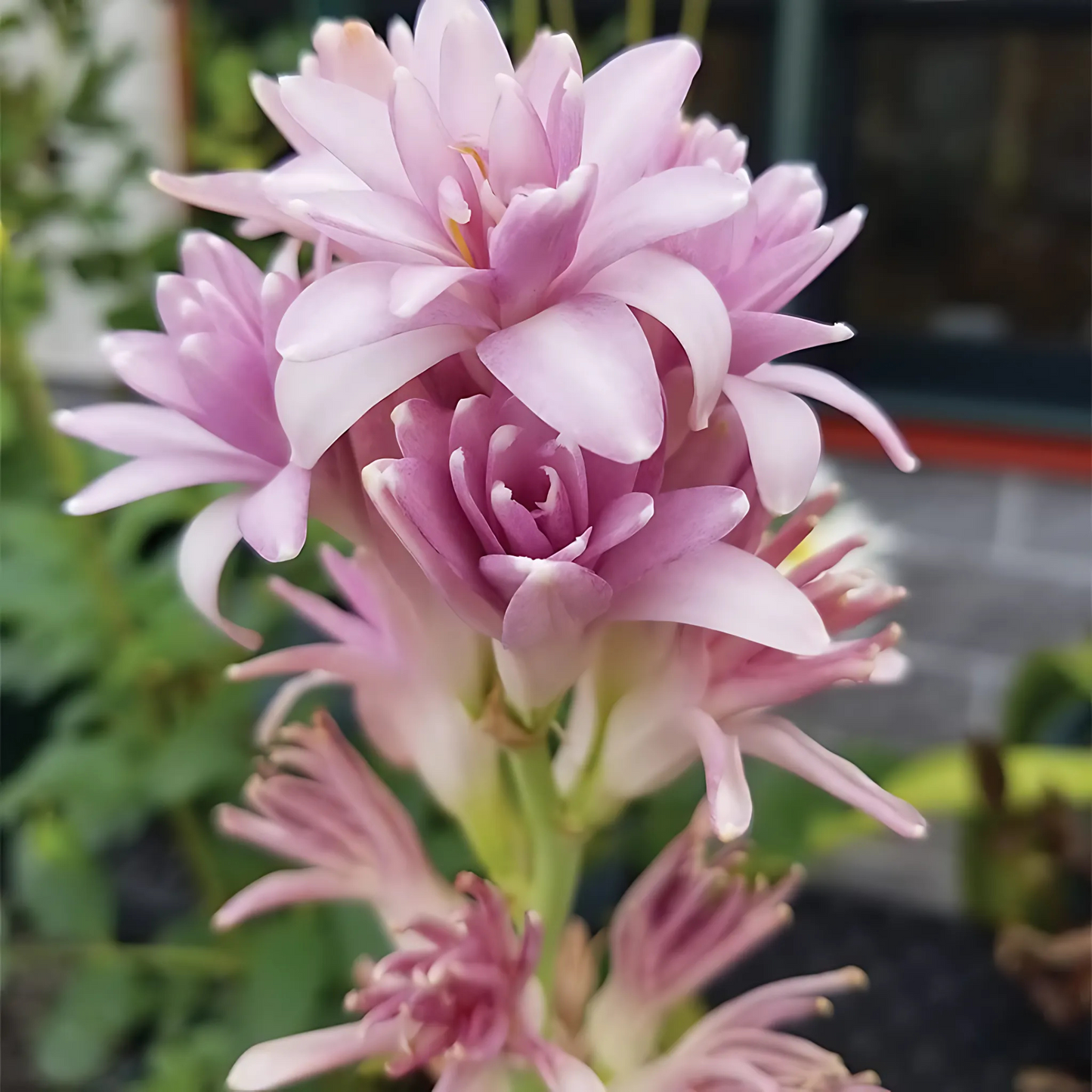 Tuberose - Rajanigandha Flower Bulbs - Pink Colour, Multi Petal Variety, Medium Size, Pack of 5 Bulbs