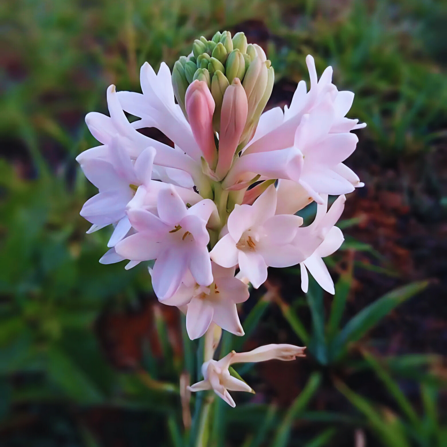 Tuberose - Rajanigandha Flower Bulbs - Pink Colour, Single Petal Variety, Medium Size, Pack of 5 Bulbs