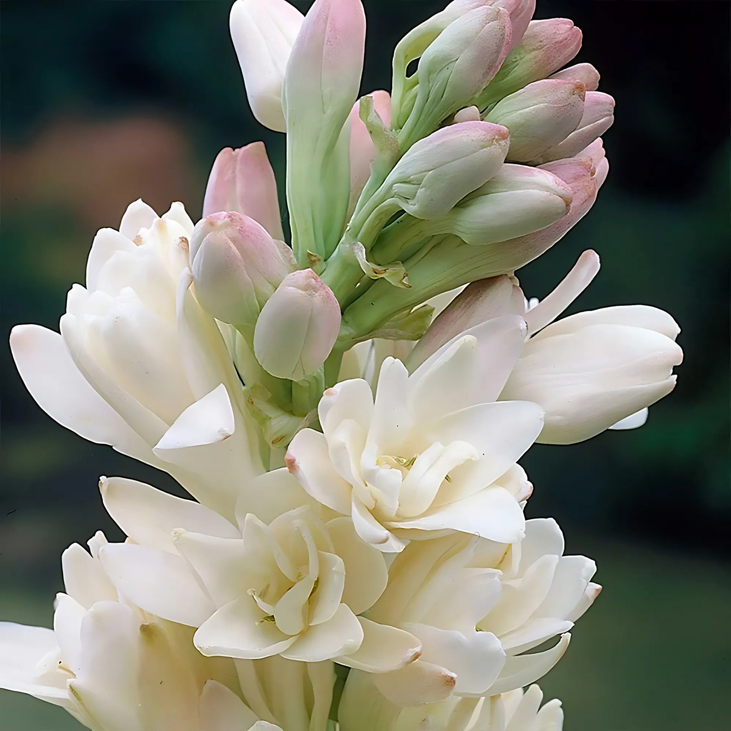 Tuberose - Rajanigandha Flower Bulbs - Pink-White Colour, Multi Petal Variety, Medium Size, Pack of 5 Bulbs