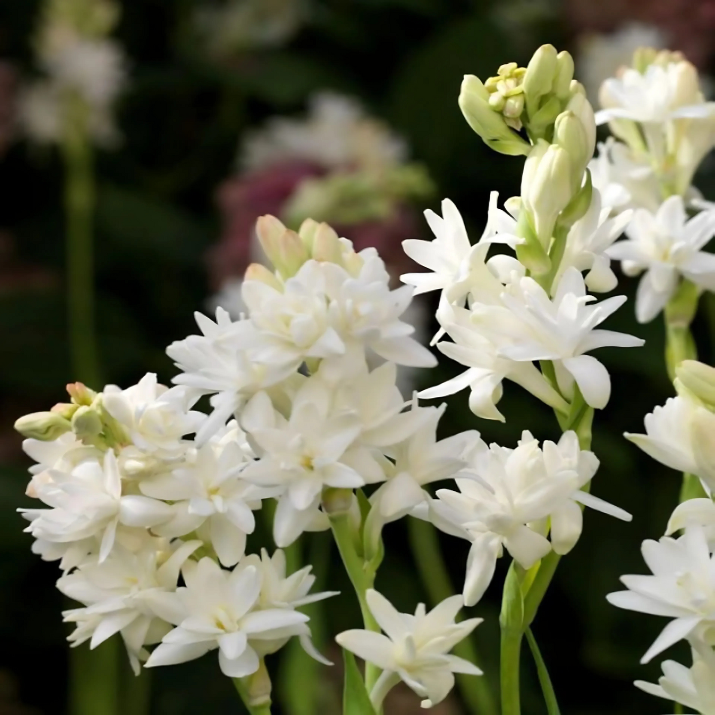 Tuberose - Rajanigandha Flower Bulbs - White Colour, Multi Petal Variety, Medium Size, Pack of 5 Bulbs