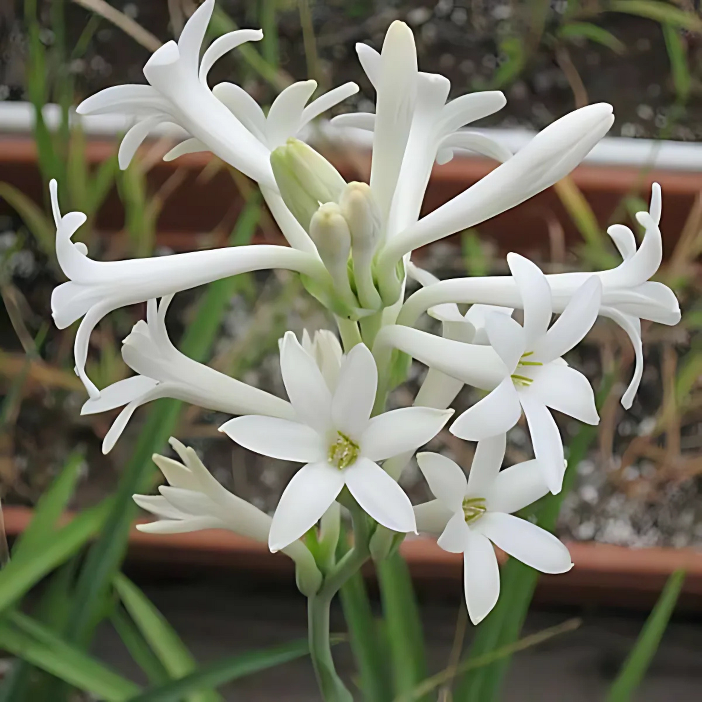 Tuberose - Rajanigandha Flower Bulbs - White Colour, Single Petal Variety, Medium Size, Pack of 5 Bulbs