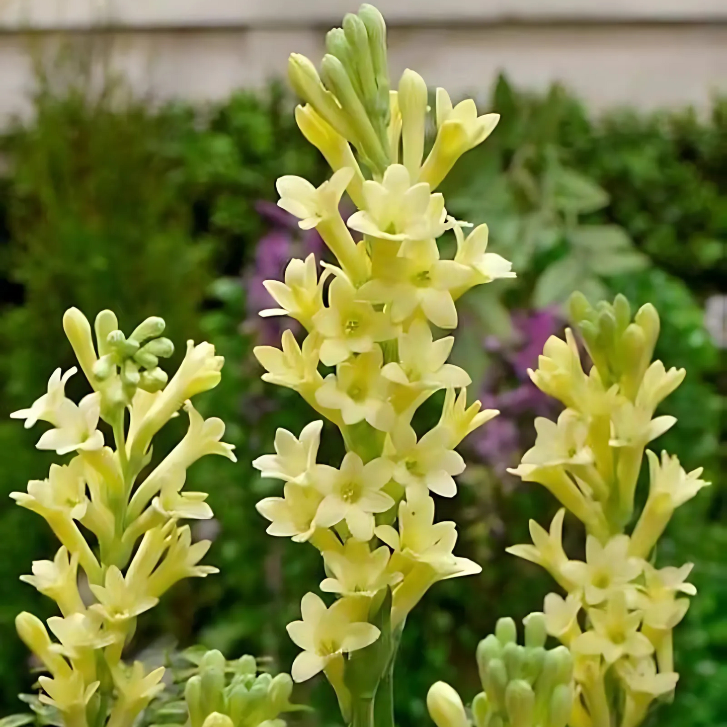 Tuberose - Rajanigandha Flower Bulbs - Yellow Colour, Single Petal Variety, Medium Size, Pack of 5 Bulbs