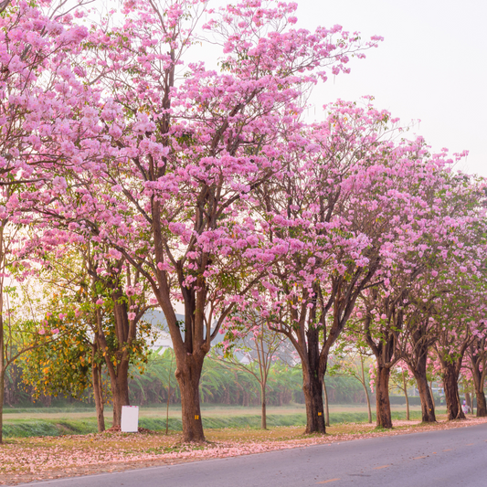 Trumpet Tree - Pink - 20 Tree Seeds