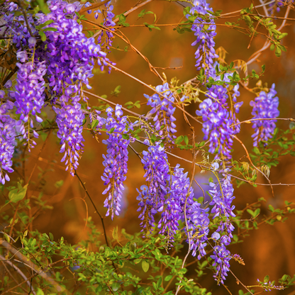 Wisteria - Purple - 10 Tree Seeds