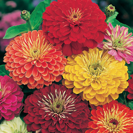 Zinnia " Giant Double " Exotic 30 Flower Seeds