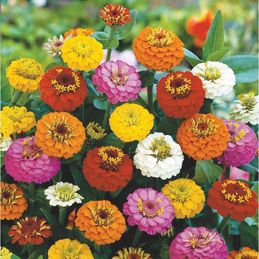 Zinnia " Lilliput Mixed " Exotic 30 Flower Seeds
