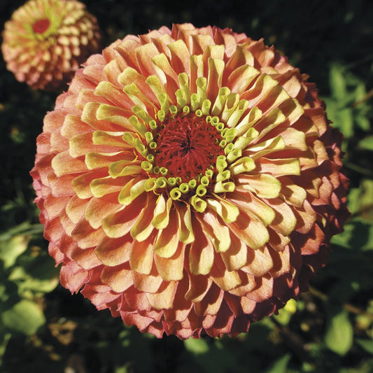 Zinnia " Lime Orange " Exotic 30 Flower Seeds