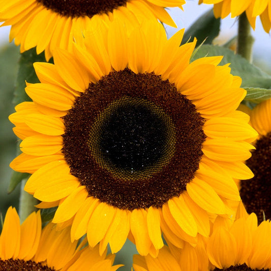 Sunflower " Tiffany " Exotic 30 Flower Seeds