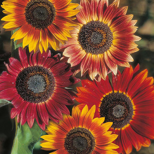 Sunflower " Evening Sun " Exotic 30 Flower Seeds