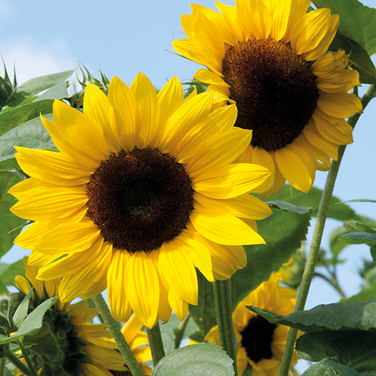 Sunflower " Soleo " Exotic 30 Flower Seeds