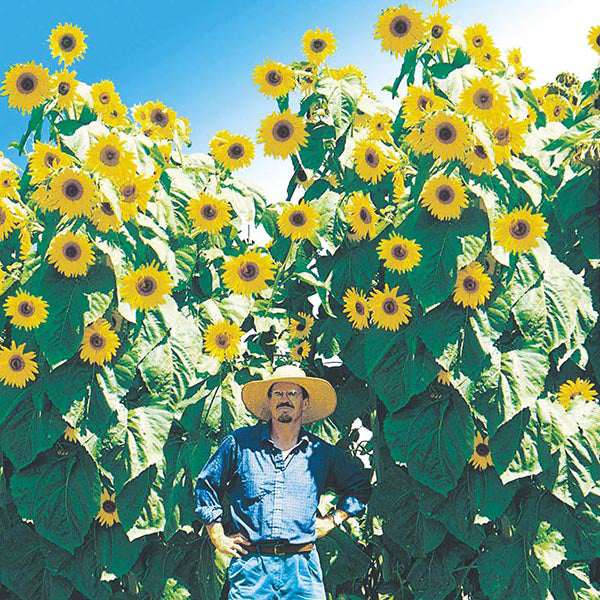Sunflower " Kong " Exotic 30 Flower Seeds