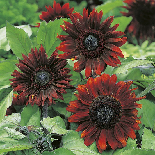 Sunflower " Claret " Exotic 30 Flower Seeds