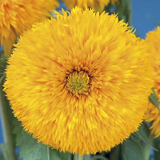 Sunflower " Sun King " Exotic 30 Flower Seeds