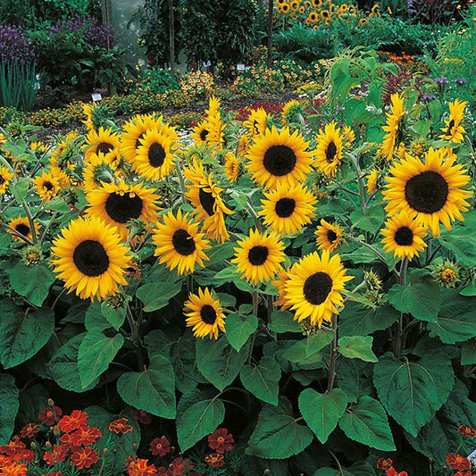 Sunflower " Little Dorrit " Exotic 30 Flower Seeds