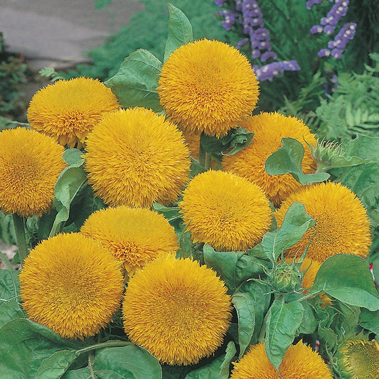 Sunflower " Teddy Bear " Exotic 30 Flower Seeds