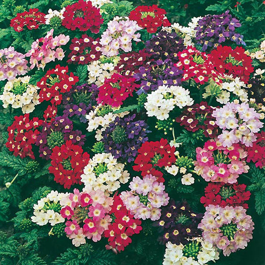 Verbena " Compact Mixed " Exotic 50 Flower Seeds