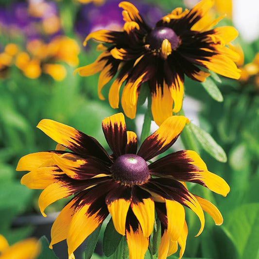 Rudbeckia " Aries " Exotic 30 Flower Seeds