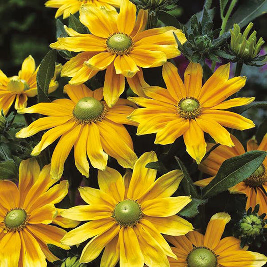 Rudbeckia " Prairie Sun " Exotic 30 Flower Seeds
