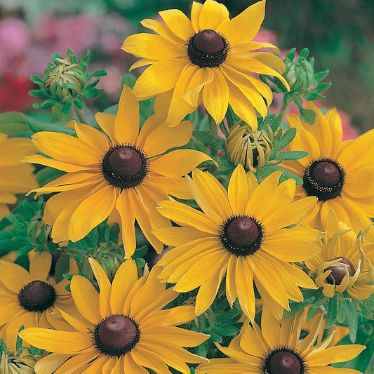 Rudbeckia " Marmalade " Exotic 30 Flower Seeds