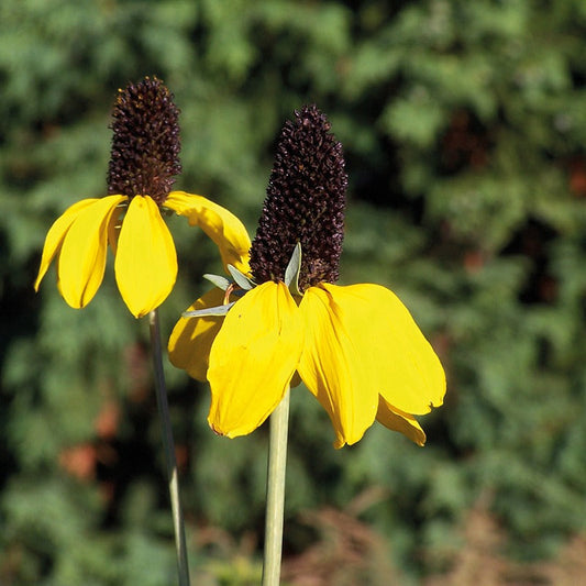 Rudbeckia " amplexicaul " Exotic 30 Flower Seeds