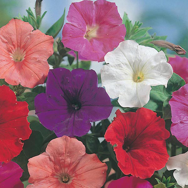 Petunia " Confetti Mixed " Exotic 100 Flower Seeds