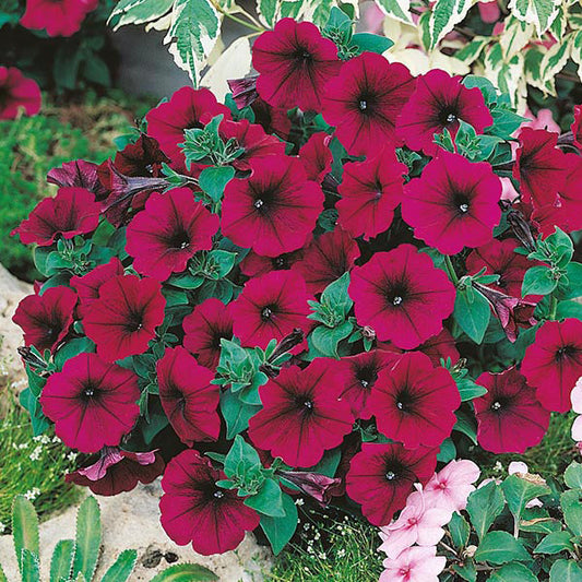 Petunia " Mirage Velvet " Exotic 100 Flower Seeds