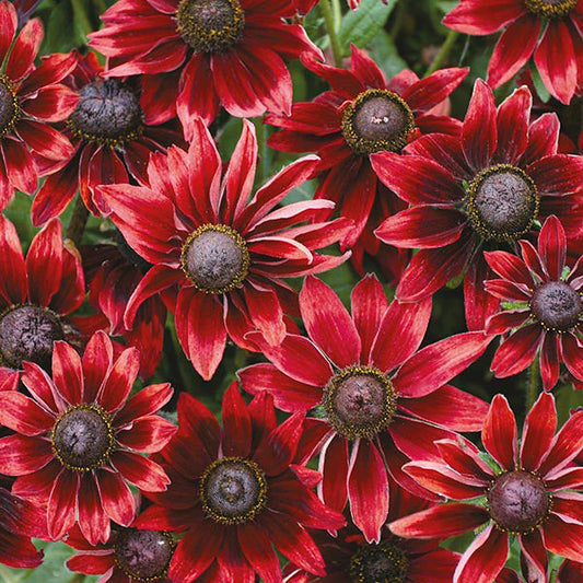 Rudbeckia " Cherry Brandy " Exotic 30 Flower Seeds