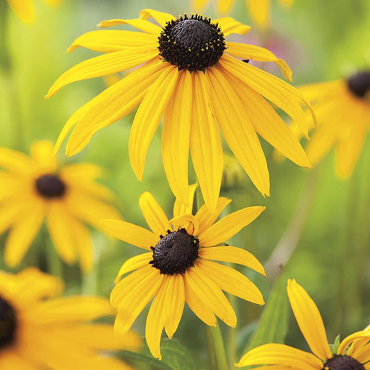 Rudbeckia " Goldsturm " Exotic 30 Flower Seeds