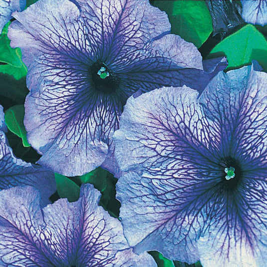 Petunia " Daddy Blue " Exotic 100 Flower Seeds