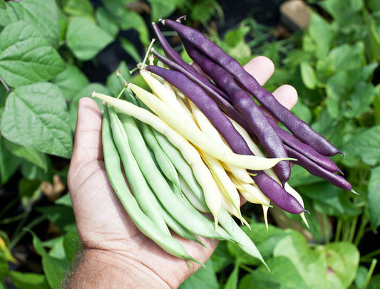 French Bean " Mixed Bush  " Exotic 20 Vegetable Seeds