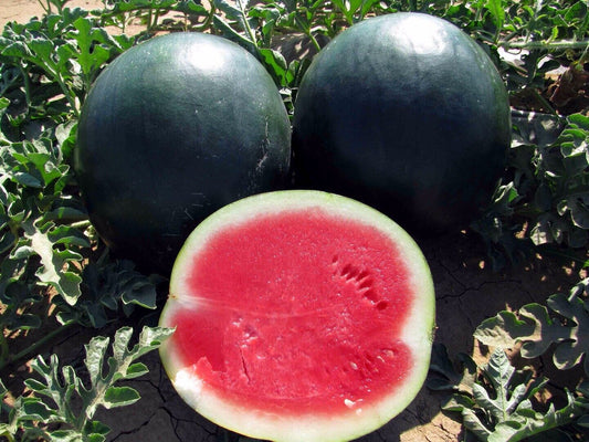 Watermelon " Black Beauty  " Exotic 10 Fruit Seeds