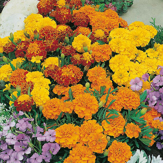 French Marigold " Bonita Mixed  " Exotic 30 Flower Seeds