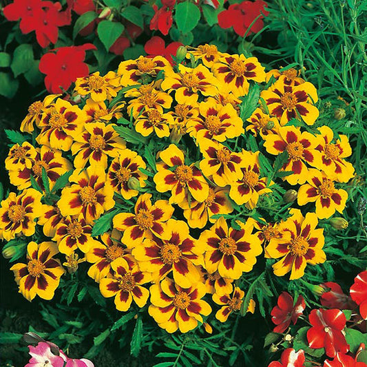 French Marigold " Naughty Marietta  " Exotic 30 Flower Seeds