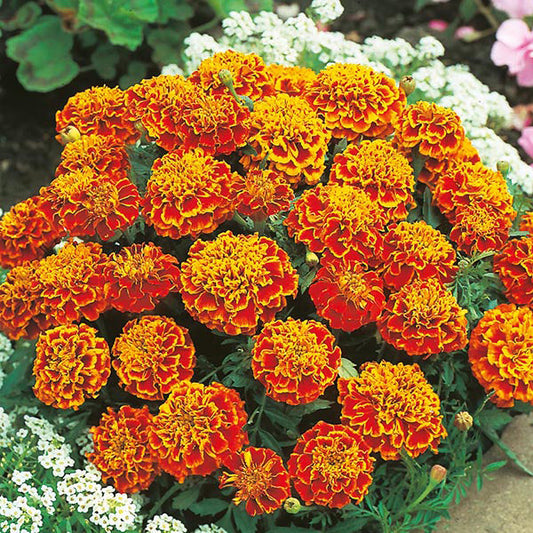 French Marigold " Honeycomb  " Exotic 30 Flower Seeds