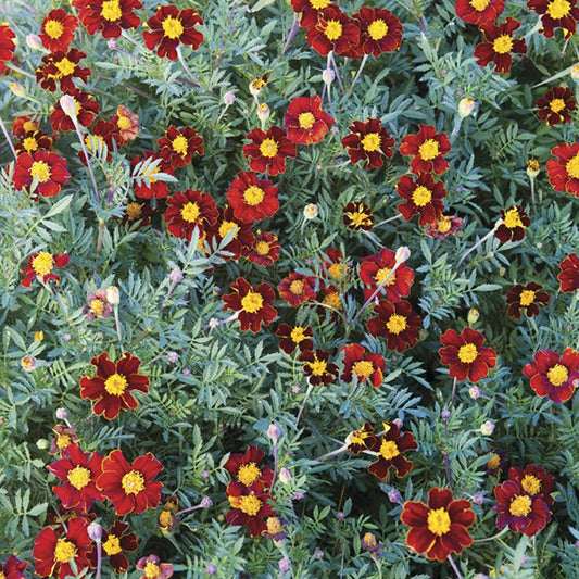 French Marigold " Red Knight  " Exotic 30 Flower Seeds