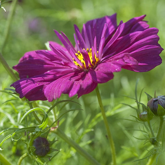 Cosmos " Fizzy Purple  " Exotic 30 Flower Seeds