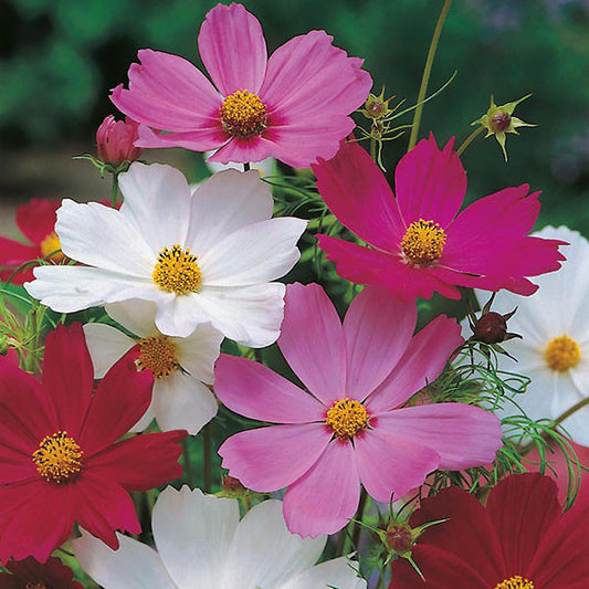 Cosmos " Sensation Mixed  " Exotic 30 Flower Seeds