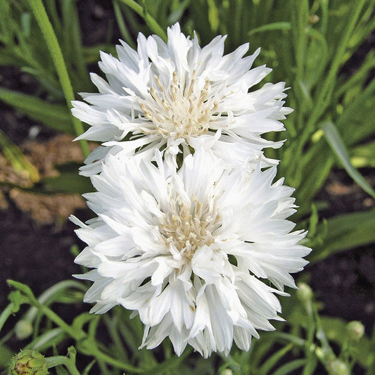 Cornflower " Snowman  " Exotic 30 Flower Seeds