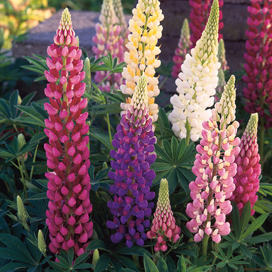Lupin " Festival Mixed  " Exotic 20 Flower Seeds