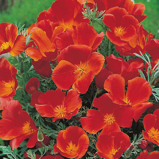 California Poppy " Red Chief  " Exotic 50 Flower Seeds