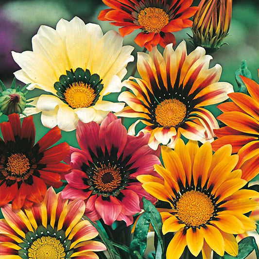 Gazania " Sunshine Mixed " Exotic 20 Flower Seeds