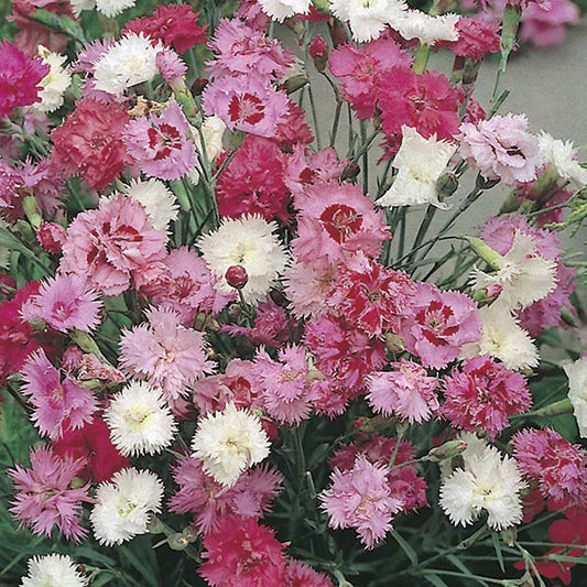 Dianthus " Spring Beauty " Exotic 50 Flower Seeds