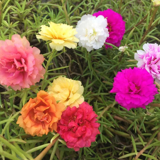 Portulaca " Double Mix " Exotic 50 Flower Seeds