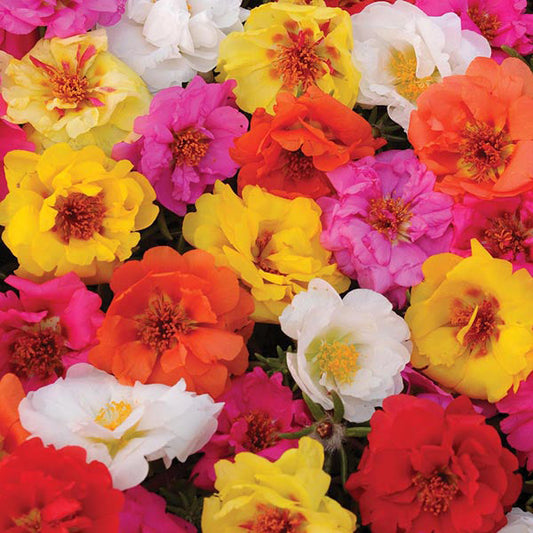 Portulaca " Happy Trails Mixed " Exotic 50 Flower Seeds