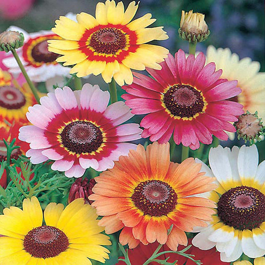 Chrysanthemum " Rainbow Mix " Exotic 30 Flower Seeds