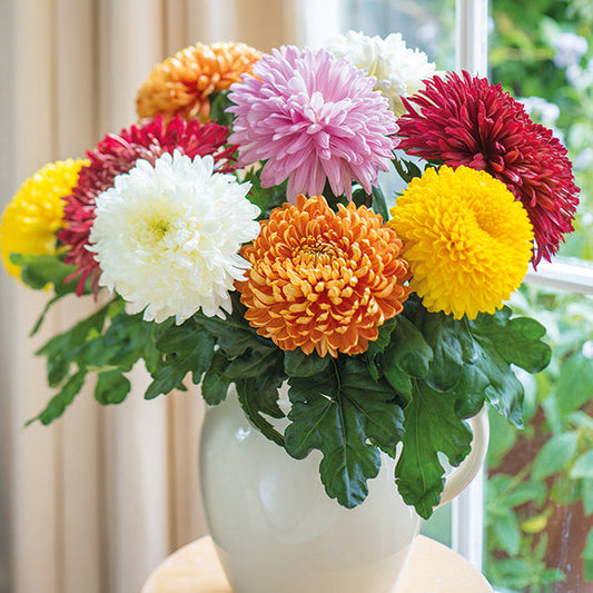 Chrysanthemum " Bloom Mix " Exotic 30 Flower Seeds