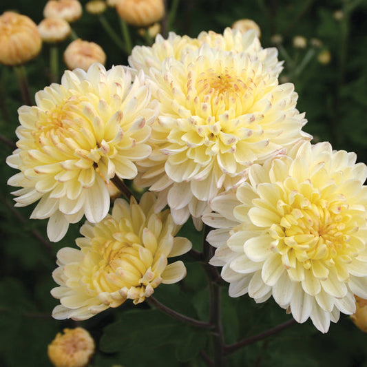 Chrysanthemum " Pennine Yellow " Exotic 30 Flower Seeds