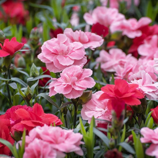 Carnation " Hybrid Mix " Exotic 30 Flower Seeds
